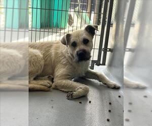 Border Terrier-Unknown Mix Dogs for adoption in Tracy, CA, USA