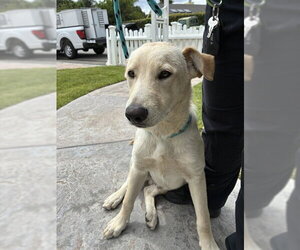 Golden Retriever-Unknown Mix Dogs for adoption in Rancho Cucamonga, CA, USA
