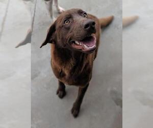 Chesador Dogs for adoption in Minneapolis, MN, USA