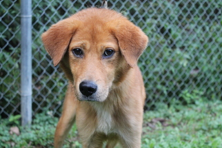 Golden Labrador Dogs for adoption in Zanesville, OH, USA