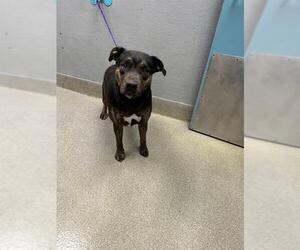 Mutt Dogs for adoption in Las Vegas, NV, USA