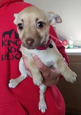 Chihuahua Dogs for adoption in Lemoore, CA, USA