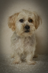 Medium Photo #1 Mutt Puppy For Sale in Weston, FL, USA