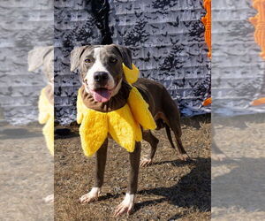 Medium Photo #12 Mutt Puppy For Sale in Abbeville, LA, USA