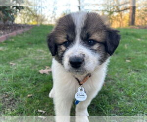 Great Pyrenees-Unknown Mix Dogs for adoption in Minneapolis, MN, USA