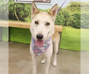 Huskies -Unknown Mix Dogs for adoption in League City, TX, USA
