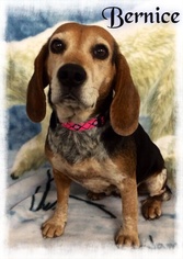 Beagle Dogs for adoption in Maumelle, AR, USA
