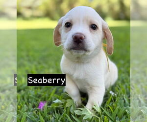 Chihuahua Dogs for adoption in GILBERTS, IL, USA