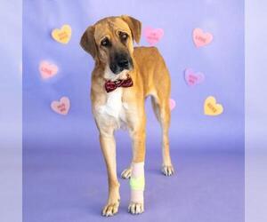 Anatolian Shepherd-Unknown Mix Dogs for adoption in Conroe, TX, USA