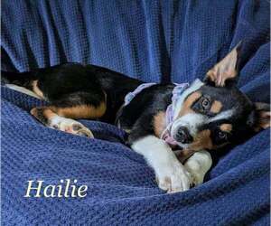 Border Collie-Unknown Mix Dogs for adoption in Palatine/Kildeer/Buffalo grove, IL, USA