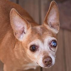 Medium Photo #1 Chihuahua Puppy For Sale in Kanab, UT, USA