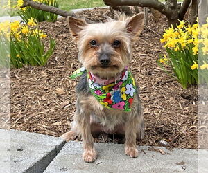 Mutt Dogs for adoption in Allentown,, PA, USA