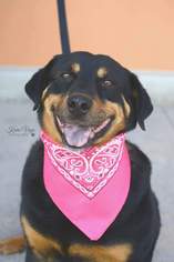 Rottweiler Dogs for adoption in Salt Lake City, UT, USA