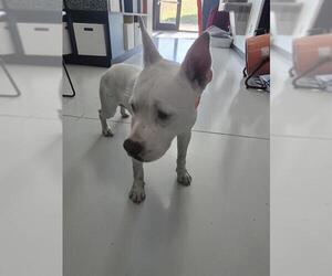 Mutt Dogs for adoption in Temple, TX, USA