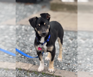 Chihuahua-Unknown Mix Dogs for adoption in Cranston, RI, USA