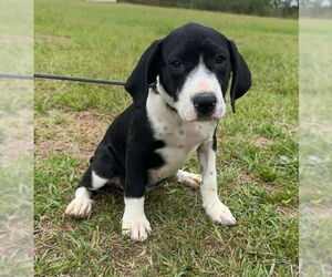 Pointer-Unknown Mix Dogs for adoption in Tarrytown, GA, USA