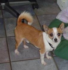 Chihuahua Dogs for adoption in Lawrence, KS, USA