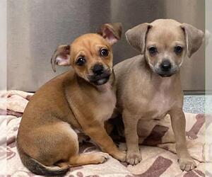 Chihuahua Dogs for adoption in Orange, CA, USA
