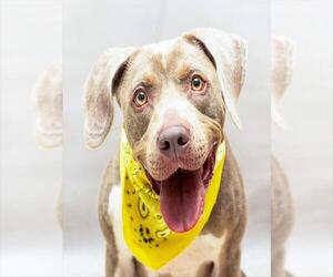 Unknown-Weimaraner Mix Dogs for adoption in Sanford, FL, USA