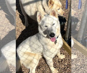 - Mix Dogs for adoption in Euless, TX, USA