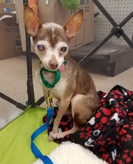 Chihuahua Dogs for adoption in Lafayette, LA, USA