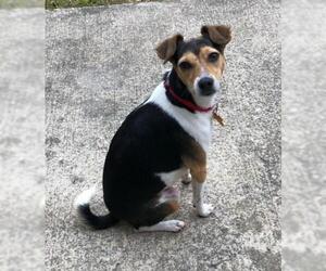 Jack Russell Terrier Dogs for adoption in Buffalo, NY, USA