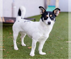 Mutt Dogs for adoption in Canton, CT, USA