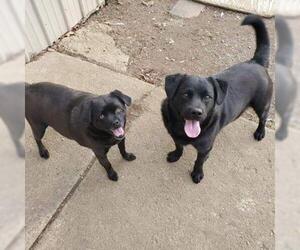 Labrador Retriever Dogs for adoption in Newport, KY, USA