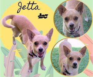 Chihuahua-Unknown Mix Dogs for adoption in Lindsay, CA, USA