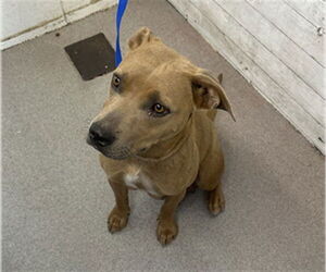 American Pit Bull Terrier-Unknown Mix Dogs for adoption in San Bernardino, CA, USA
