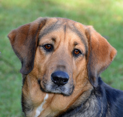 Medium Photo #1 Bloodhound-Unknown Mix Puppy For Sale in Englewood, FL, USA