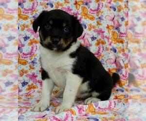 Aussiedoodle Dogs for adoption in Morton Grove, IL, USA