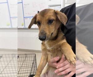Black Mouth Cur-Cardigan Welsh Corgi Mix Dogs for adoption in Baytown, TX, USA