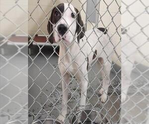 Mutt Dogs for adoption in Anchorage, AK, USA