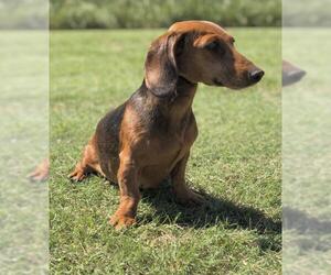 Dachshund Dogs for adoption in PIPE CREEK, TX, USA