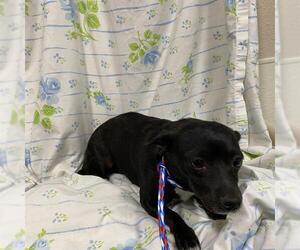 Chihuahua Dogs for adoption in Modesto, CA, USA