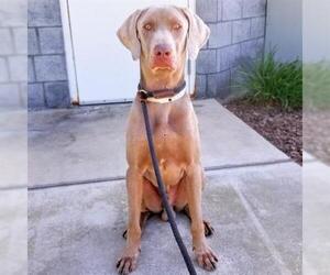 Weimaraner Dogs for adoption in Long Beach, CA, USA