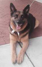 German Shepherd Dog Dogs for adoption in Conway, AR, USA