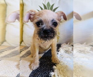Brussels Griffon Dogs for adoption in Marina Del Rey, CA, USA