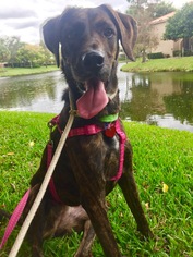 Plott Hound-Pointer Mix Dogs for adoption in miami, FL, USA