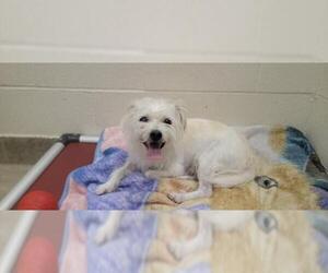 Mutt Dogs for adoption in Jackson, CA, USA