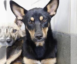 Mutt Dogs for adoption in San Antonio, TX, USA