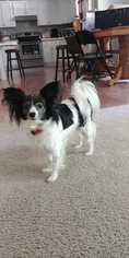 Papillon Dogs for adoption in Rocky Mount, NC, USA