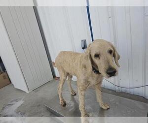 Goldendoodle Dogs for adoption in Bakersfield, CA, USA