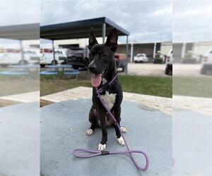 Australian Kelpie Dogs for adoption in Sugar Land, TX, USA