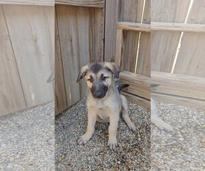 Mutt Dogs for adoption in Estherville, IA, USA