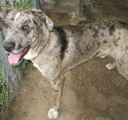 Great Dane-Unknown Mix Dogs for adoption in Ben Wheeler, TX, USA