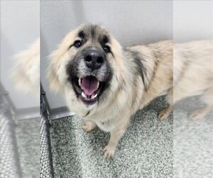 German Shepherd Dog-Great Pyrenees Mix Dogs for adoption in Salisbury, NC, USA