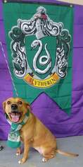 Boxer-Unknown Mix Dogs for adoption in Trenton, MO, USA
