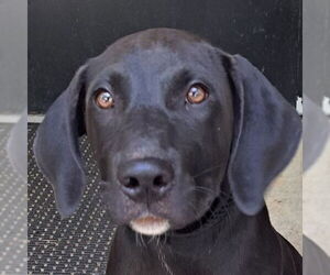 Mutt Dogs for adoption in Canton, CT, USA